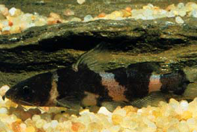 Cá chốt bông bị ảnh hưởng về tăng trưởng và màu sắc bởi độ pH
