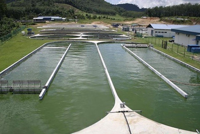 Có an toàn khi tận dụng nước thải trong nuôi ghép thủy sản?
