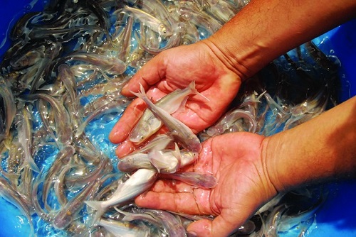 Các Giải Pháp Kỹ Thuật Nâng Cao Tỷ Lệ Sống Và Chất Lượng Từ Cá Tra Bột Lên Cá Giống