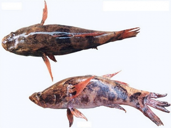 Cá Bống Tượng: Kỹ thuật nuôi cá bống tượng.