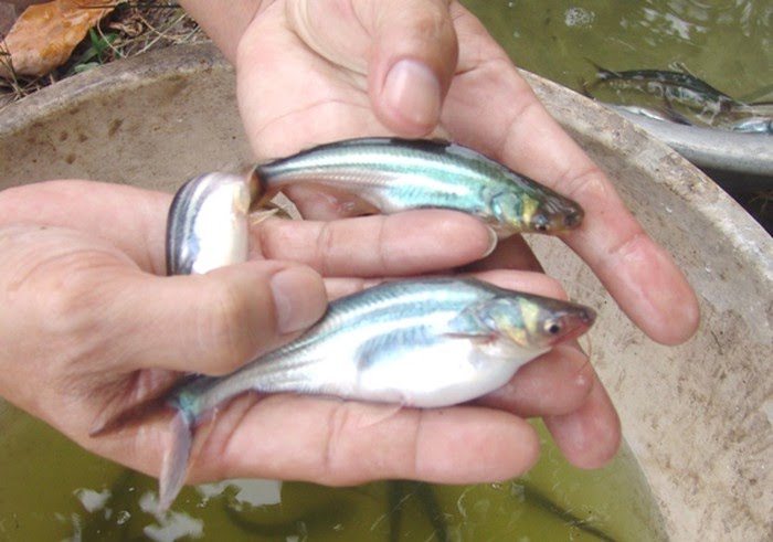 Tăng năng xuất cá tra giống nhờ Ứng dụng Bacillus amyloliquefaciens
