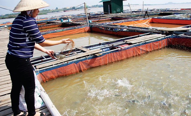 Kỹ Thuật Nuôi Cá Lồng Bè Trên Sông || Kiến Thức Khác