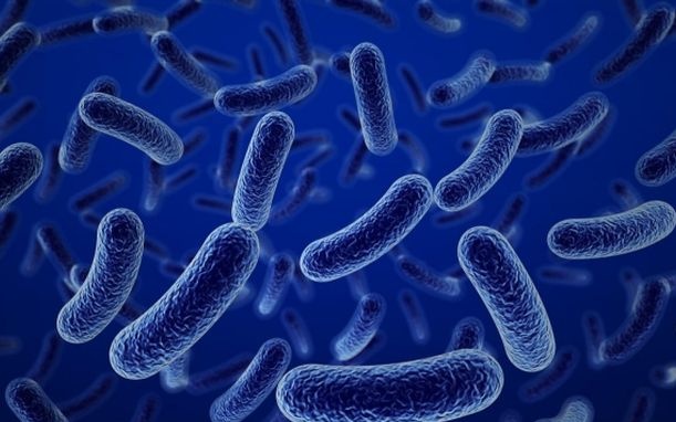 Vi Khuẩn Bacillus Là Gì? Tại Sao Vi Khuẩn Bacillus Có Ích Trong Nuôi Trồng Thủy Sản?