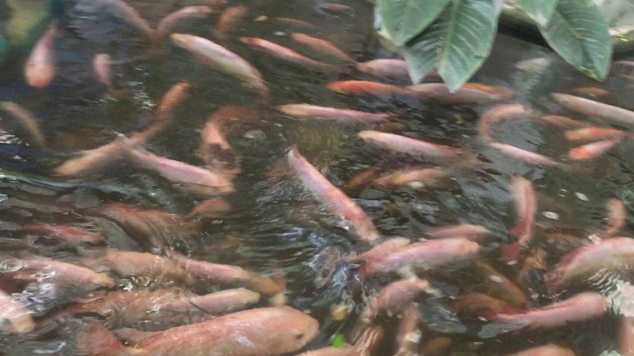 nuôi cá điêu hồng