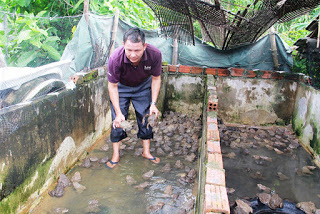 Đồng Tháp Nuôi ếch Thái Lan thu nhập cao